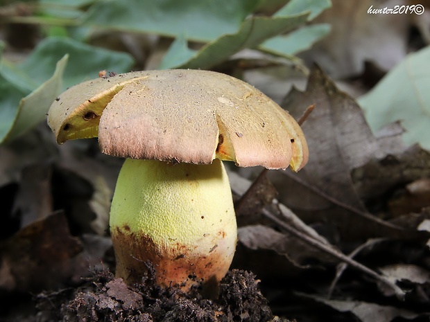 hríb príveskatý Butyriboletus appendiculatus (Schaeff. ex Fr.) Secr.