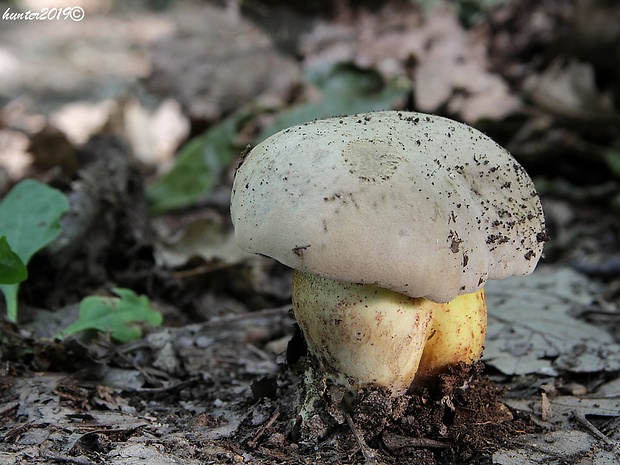 hríb horký Caloboletus radicans (Pers.) Vizzini