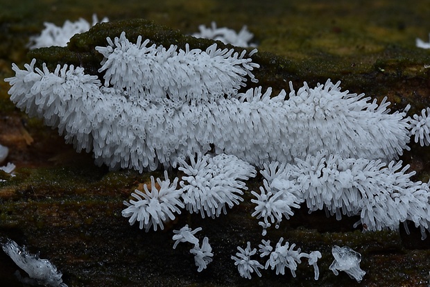 rohačka kríčkovitá Ceratiomyxa fruticulosa var. fruticulosa (O.F. Müll.) T. Macbr