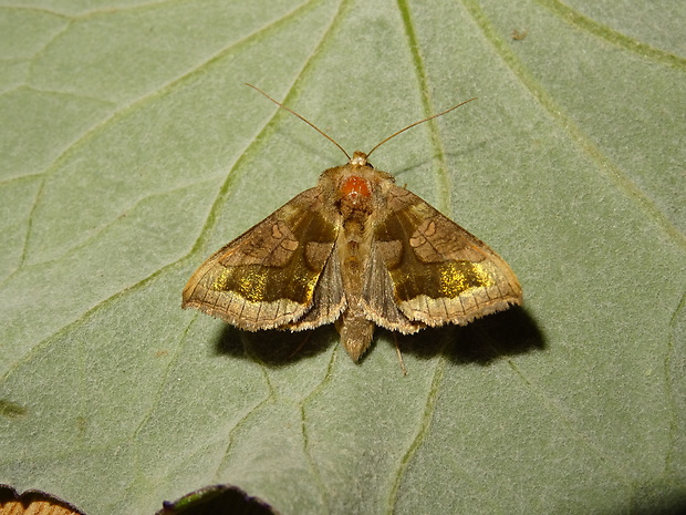 mora Tuttova Diachrysia stenochrysis