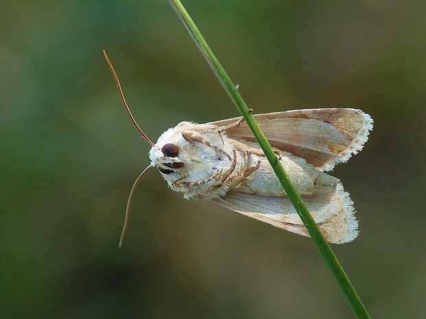 sivkavec okrový Eremobia ochroleuca