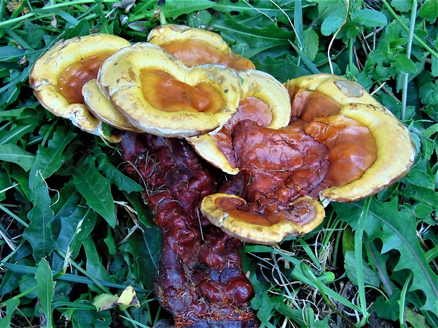 lesklokôrovka obyčajná Ganoderma lucidum (Curtis) P. Karst.