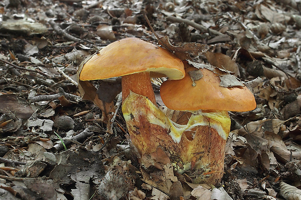 masliak smrekovcový Suillus grevillei (Klotzsch) Singer