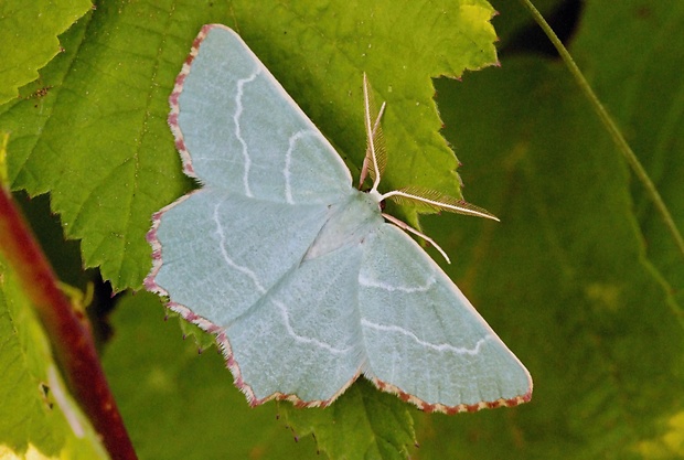 piadivka dúšková Thalera fimbrialis