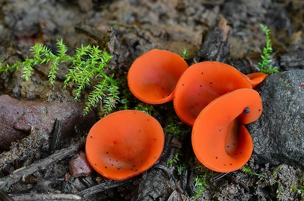 tanierovka oranžová Aleuria aurantia (Pers.) Fuckel