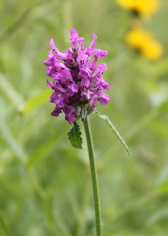 betonika lekárska Betonica officinalis L.