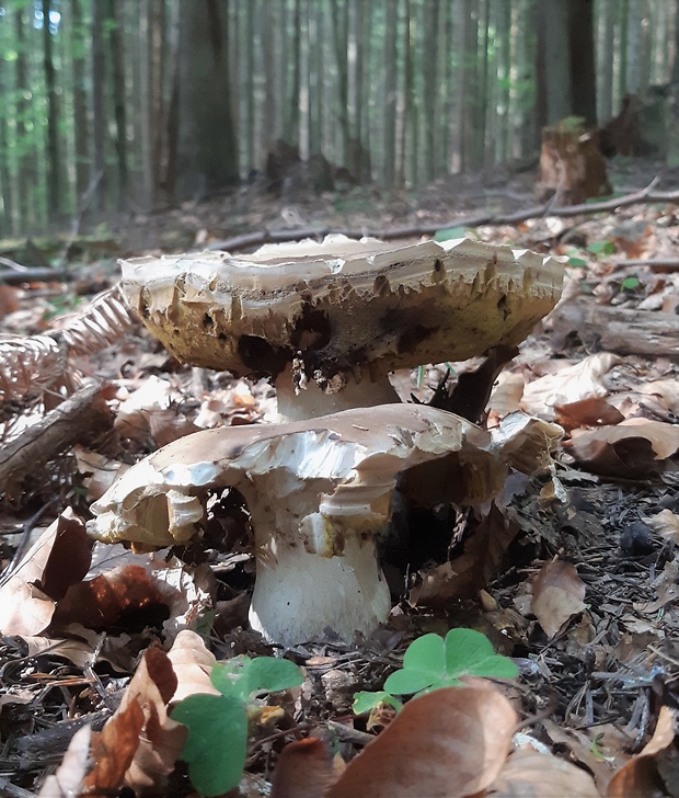 hríb smrekový Boletus edulis Bull.