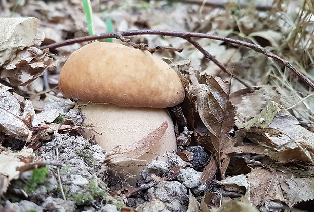 hríb dubový Boletus reticulatus Schaeff.