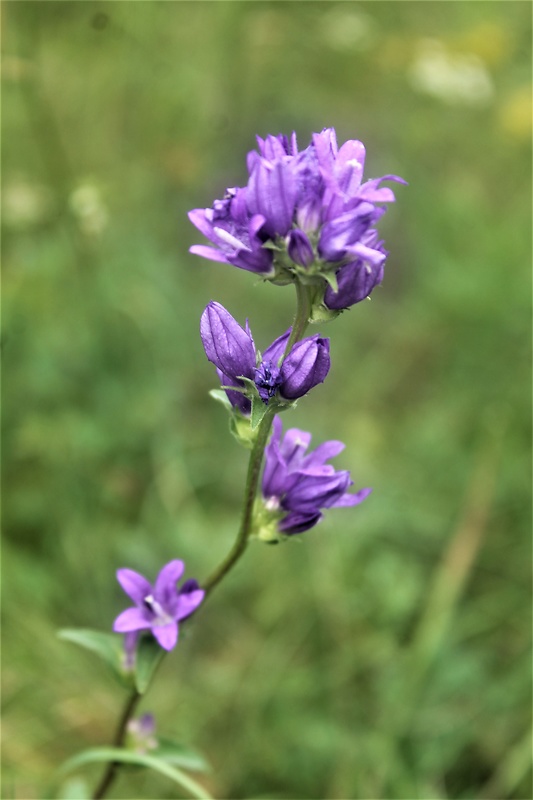 zvonček klbkatý Campanula glomerata agg. L.