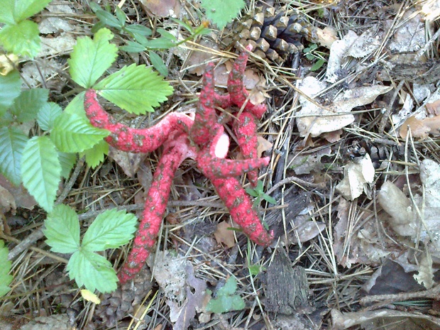 mrežovka kvetovitá Clathrus archeri (Berk.) Dring