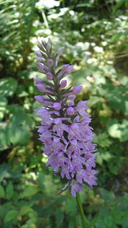 vstavačovec fuchsov pravý Dactylorhiza fuchsii subsp. fuchsii (Druce) Soó