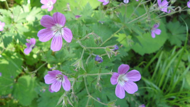 pakost lesný Geranium sylvaticum L.