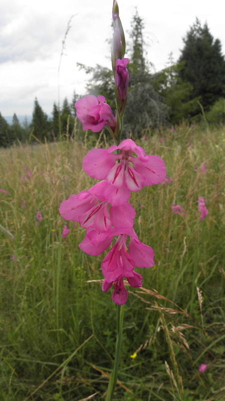 mečík škridlicovitý Gladiolus imbricatus L.