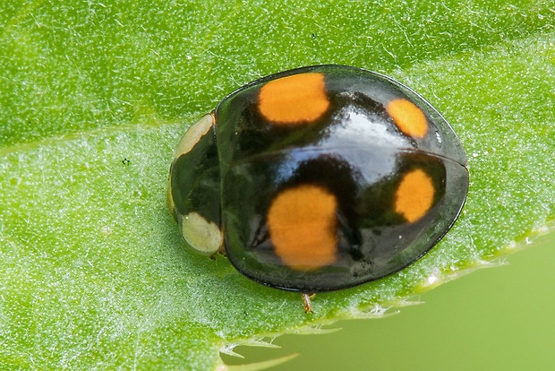 lienka Harmonia axyridis