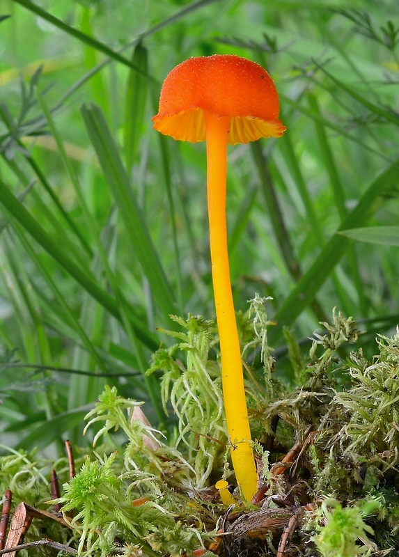 lúčnica kuriatkovitá Hygrocybe lepida Arnolds