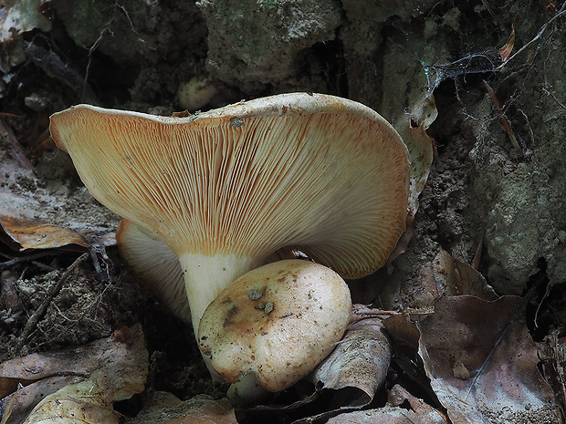 rýdzik bledý Lactarius pallidus Pers.