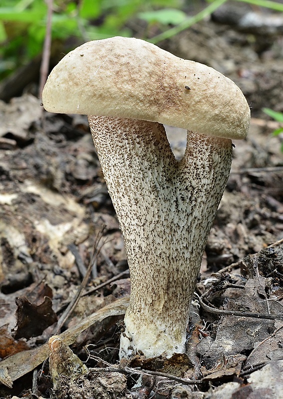 kozák topoľový Leccinum duriusculum (Schulzer ex Kalchbr.) Singer