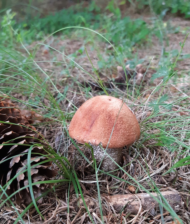 kozák smrekový Leccinum piceinum Pilát & Dermek