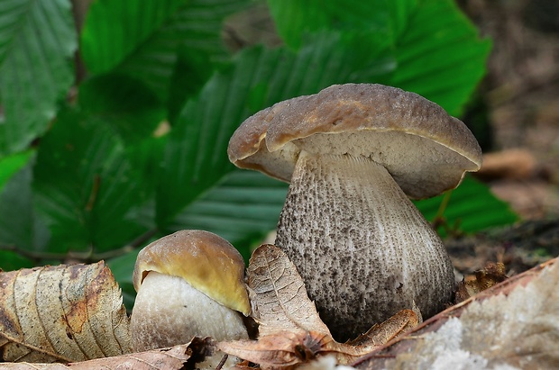 kozák hrabový Leccinum pseudoscabrum (Kallenb.) Šutara