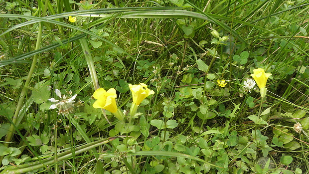 čarodejka škvrnitá Mimulus guttatus DC.