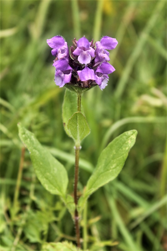 čiernohlávok veľkokvetý Prunella grandiflora (L.) Scholler