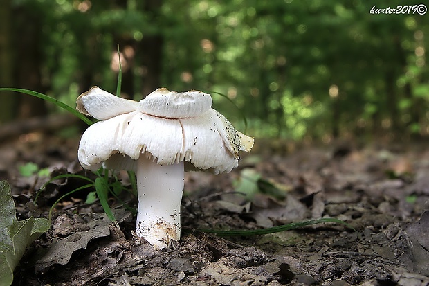 plávka Russula sp.