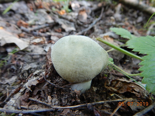 plávka zelenkastá Russula virescens (Schaeff.) Fr.