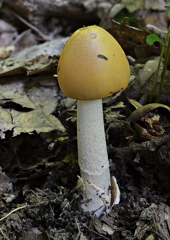 muchotrávka plavohnedá Amanita fulva Fr.