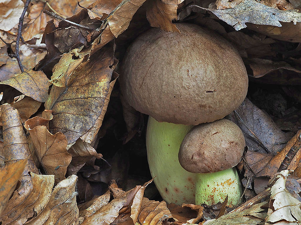 hríb príveskatý Butyriboletus appendiculatus (Schaeff. ex Fr.) Secr.