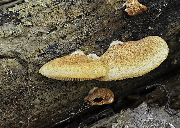 pahliva šafranová Crepidotus crocophyllus (Berk.) Sacc.