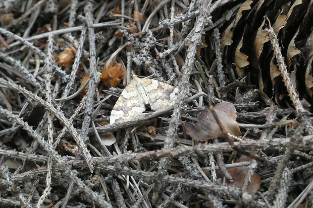 piadivka okrová Eulithis populata