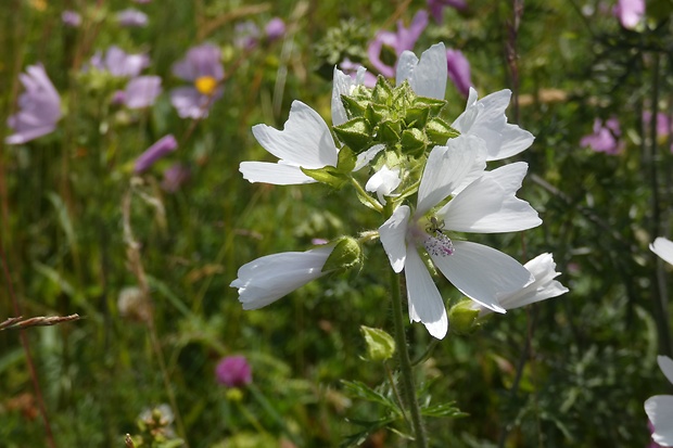 slez pižmový Malva moschata L.