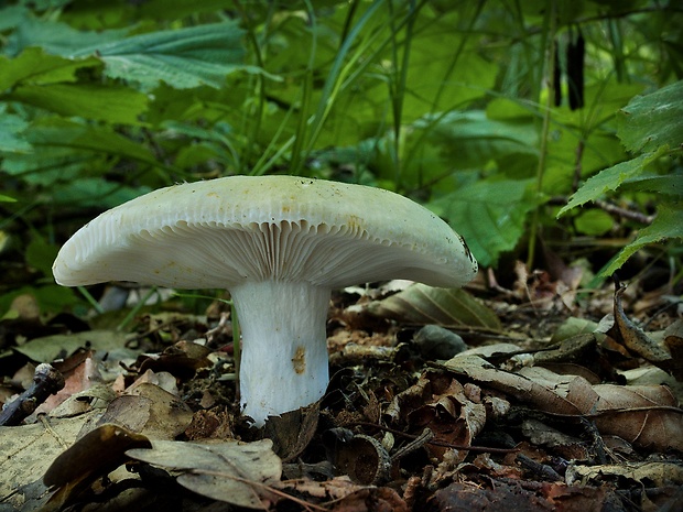 plávka buková Russula heterophylla (Fr.) Fr.