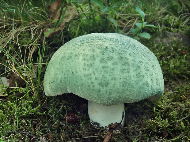 plávka zelenkastá Russula virescens (Schaeff.) Fr.