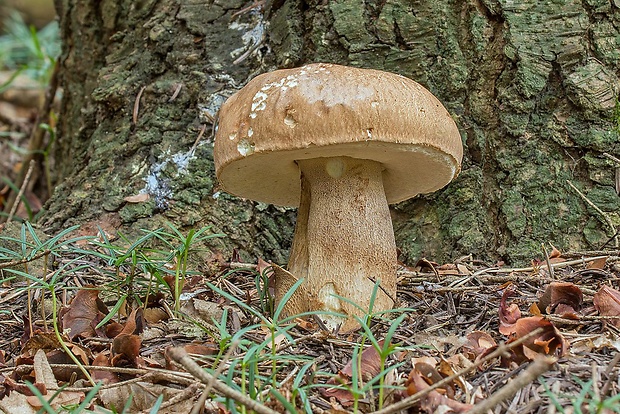 hríb dubový Boletus reticulatus Schaeff.