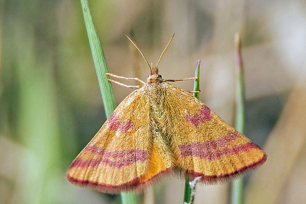 piadivka menšia   Lythria cruentaria