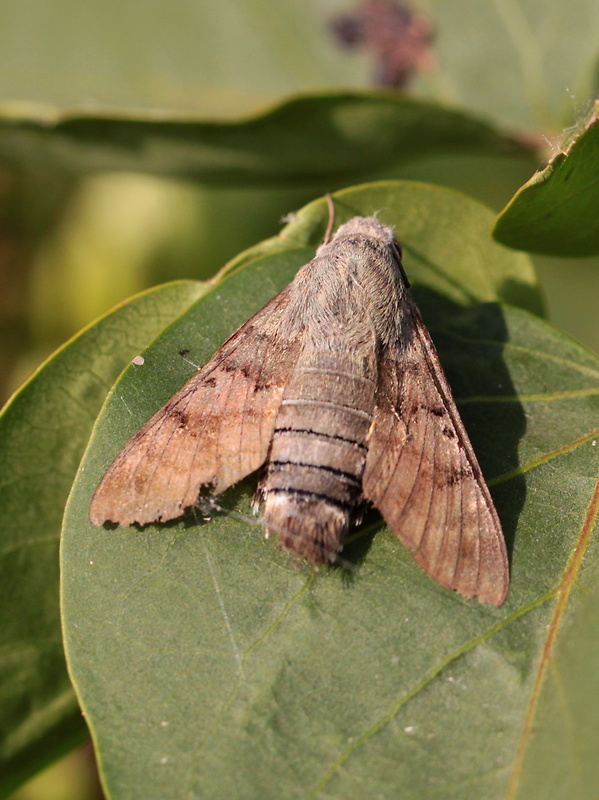 lišaj marinkový Macroglossum stellatarum