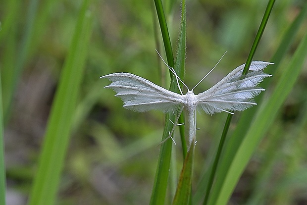 pierkavec povojový Pterophorus pentadactyla