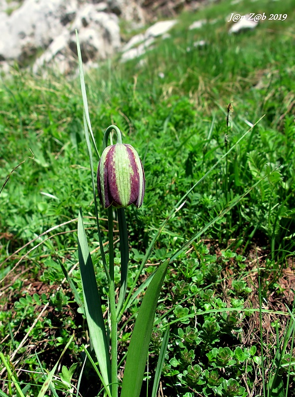 korunkovka Fritillaria graeca subsp. thessala (Boiss.) Rix