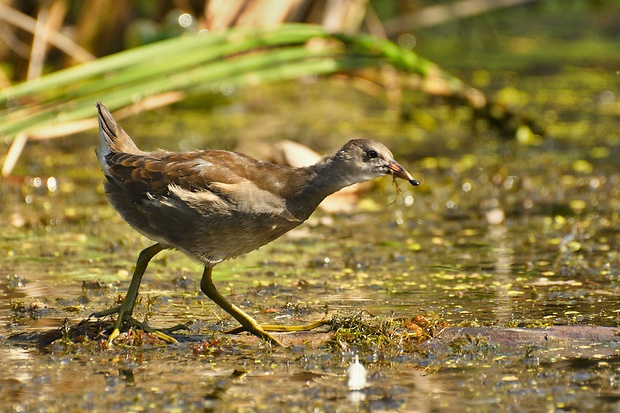 sliepočka vodná Gallinula chloropus