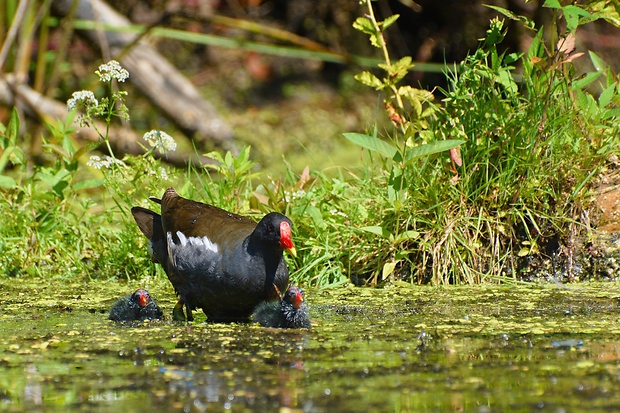 sliepočka vodná Gallinula chloropus