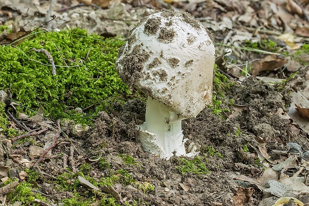 muchotrávka šiškovitá Amanita strobiliformis Gonn. & Rabenh.