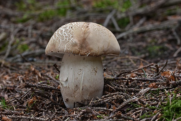 hríb dubový Boletus reticulatus Schaeff.