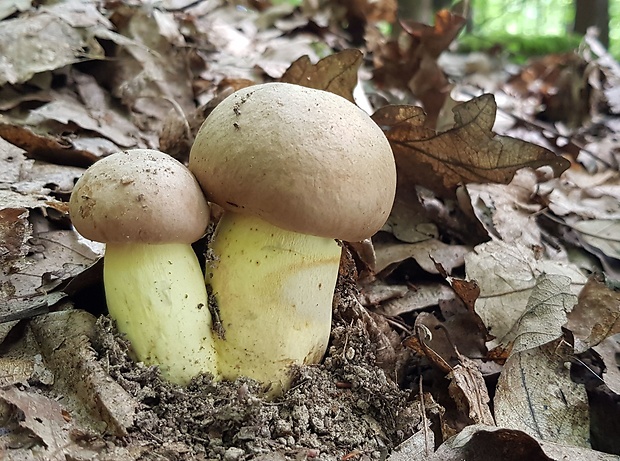 hríb príveskatý Butyriboletus appendiculatus (Schaeff. ex Fr.) Secr.