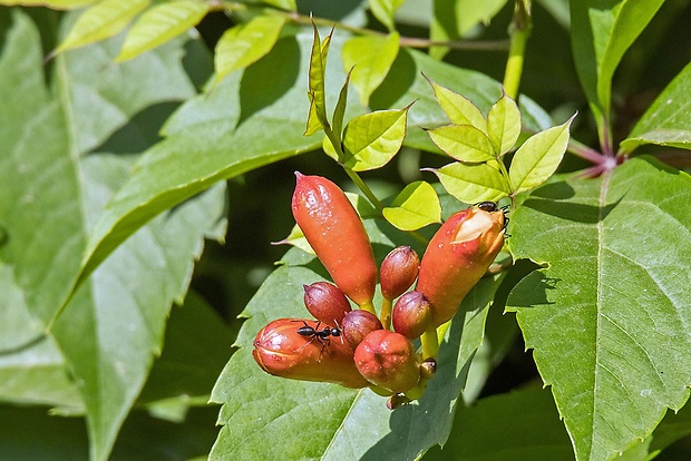 trúbkovec koreňujúci Campsis radicans (L.) Seem.