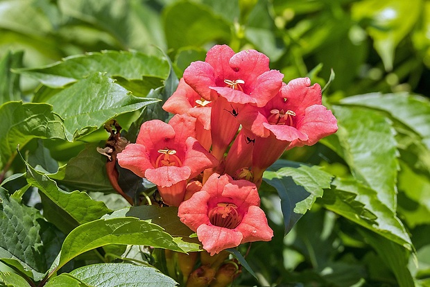 trúbkovec koreňujúci Campsis radicans (L.) Seem.