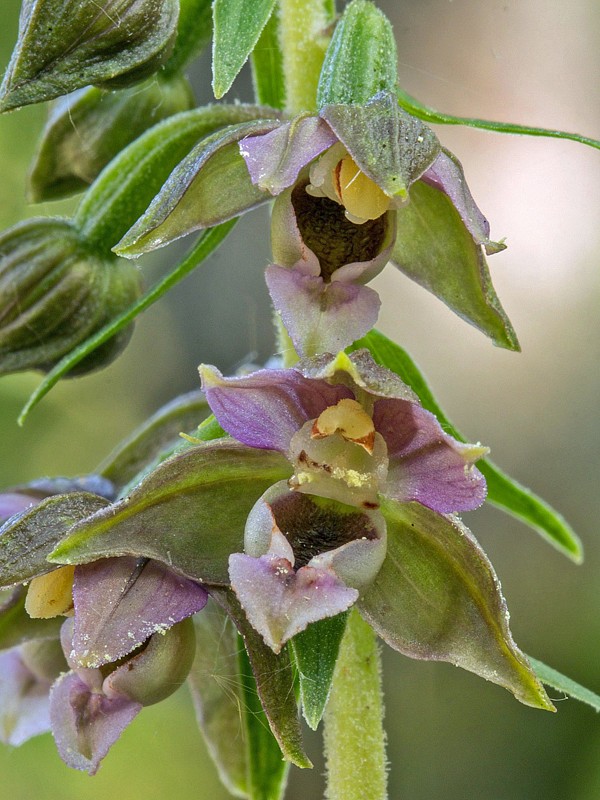 kruštík širokolistý pravý Epipactis cf. helleborine subsp. helleborine (L.) Crantz