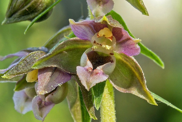 kruštík širokolistý pravý Epipactis cf. helleborine subsp. helleborine (L.) Crantz