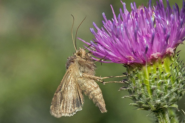 lišaj marinkový Macroglossum stellatarum