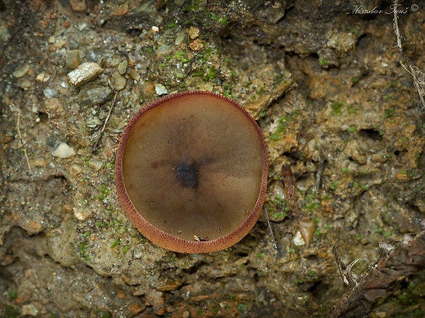 čiaška Peziza sp.